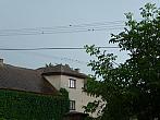 Třibřichy